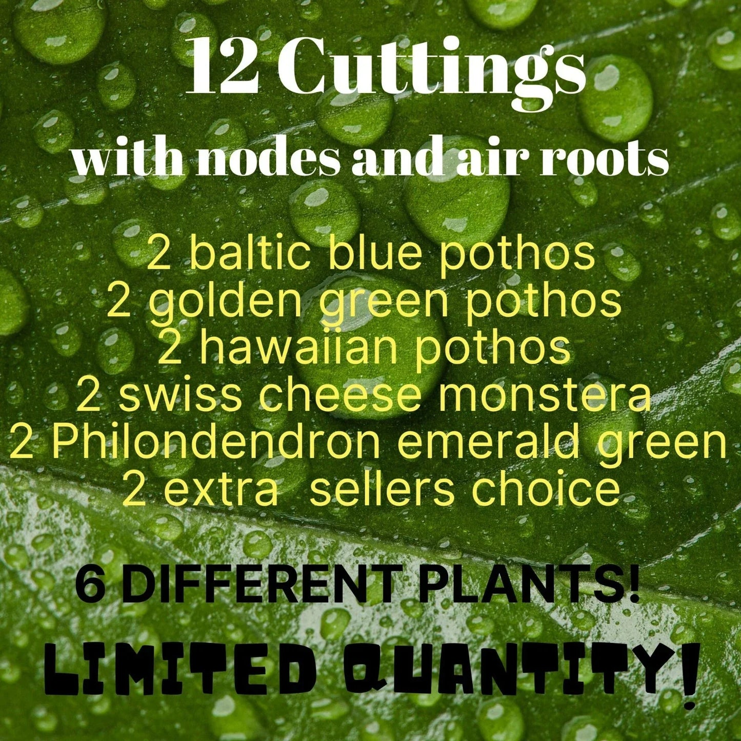 12 Leaf Cuttings Baltic Blue & Golden Green Pothos Hawaiian Variety - Epipremnum aureum