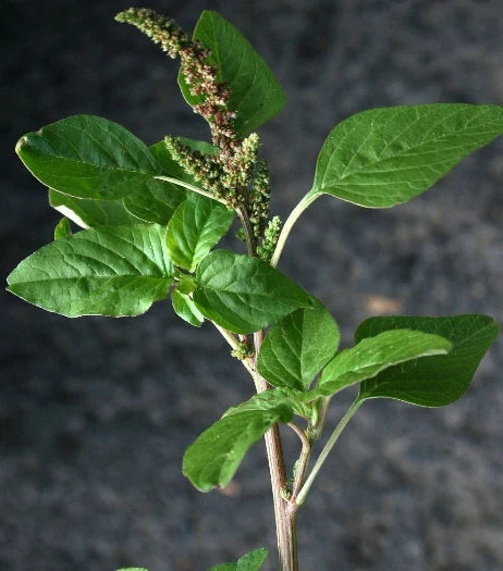 Green Amaranth Seeds - Organic Chinese Spinach - Amaranthus Viridis - 100+ Seeds for Home Gardening