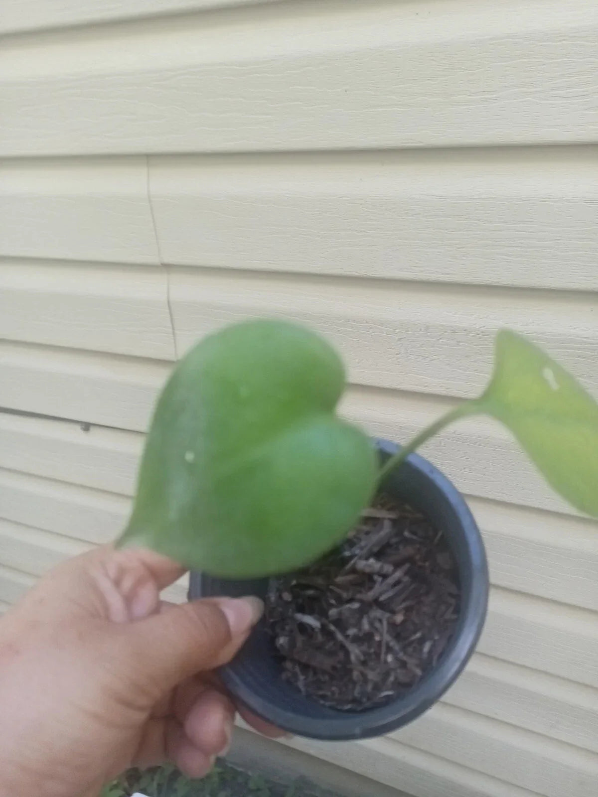 Monstera Deliciosa Live Plant - Swiss Cheese Variety in 2.5" Pot