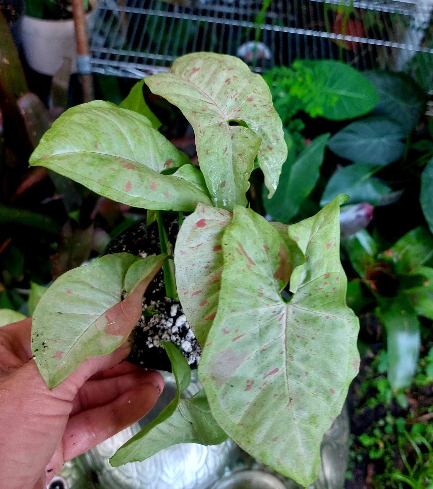 Confetti Syngonium Plant in 4" Pot | Variegated Houseplant | Syngonium podophyllum | Indoor Air-Purifying Plant