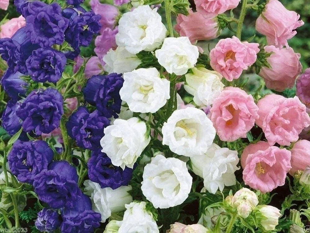 Campanula Medium Double Mix Seeds – Canterbury Bells Bellflower, Garden Planting, Perennial, 50 Seeds