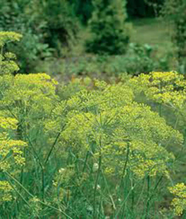 Dill Seed Heirloom Mammoth Long Island Non-GMO 50+ Seeds Anethum graveolens