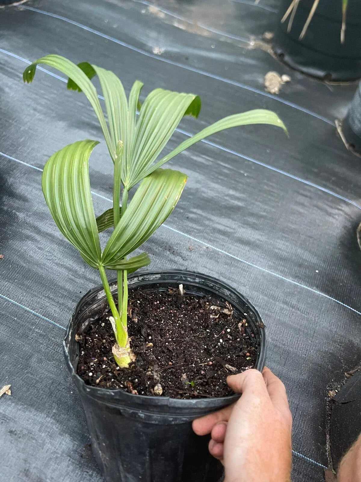Corypha Umbraculifera Talipot Palm - Rare Fully Rooted Tropical Plant in 3 Gallon Pot