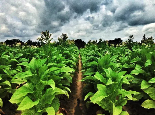 Louisiana Perique Tobacco Seeds - 1500 Count, Rare Dark Nicotiana Tabacum for Cultivation & Growing