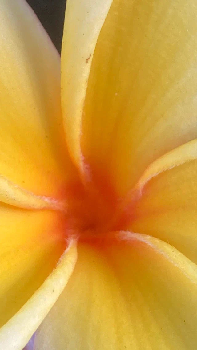 Hawaiian Mellow Plumeria Cuttings - White, Yellow, Pink Frangipani - Tropical Garden, Container Planting