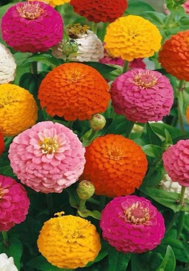 100+ Lilliput Zinnia Seeds Mix, Non-GMO, Vibrant Colors, Zinnia elegans, Flower Seeds for Garden, Borders & Containers