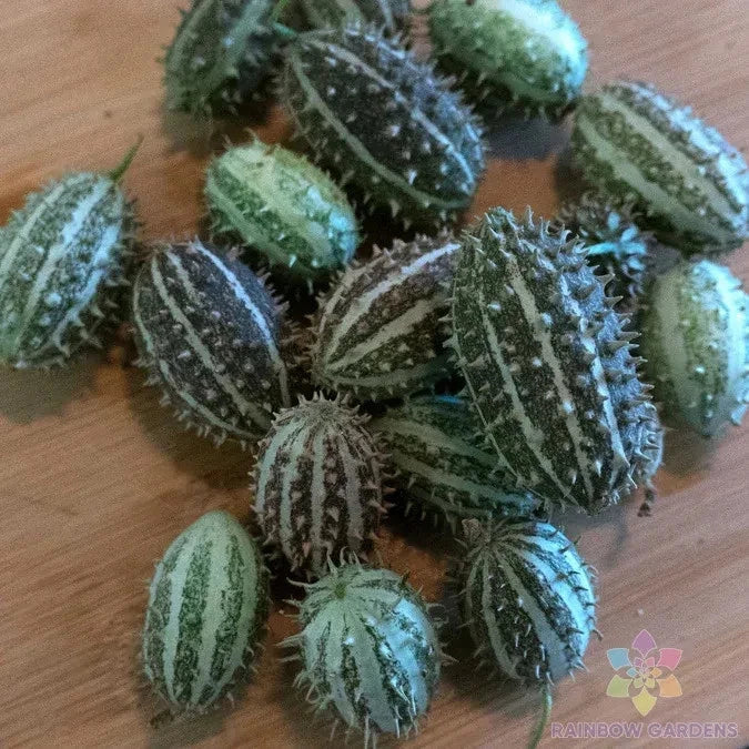 Bush Hog Cucumber Seeds - 25+ Pack, Cucumis sativus, Non-GMO, USA Grown, Garden Planting, Full Sun, Vining, Easy to Grow