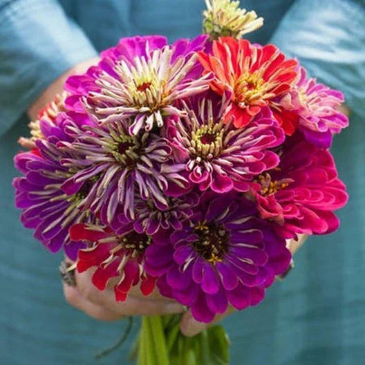 Zinnia Seeds - 5 Inch Mixed Colors - Meteor Shower - Non-GMO, Zinnia elegans, Flower Seeds for Garden, Cut Flowers, Pollinator Attractant