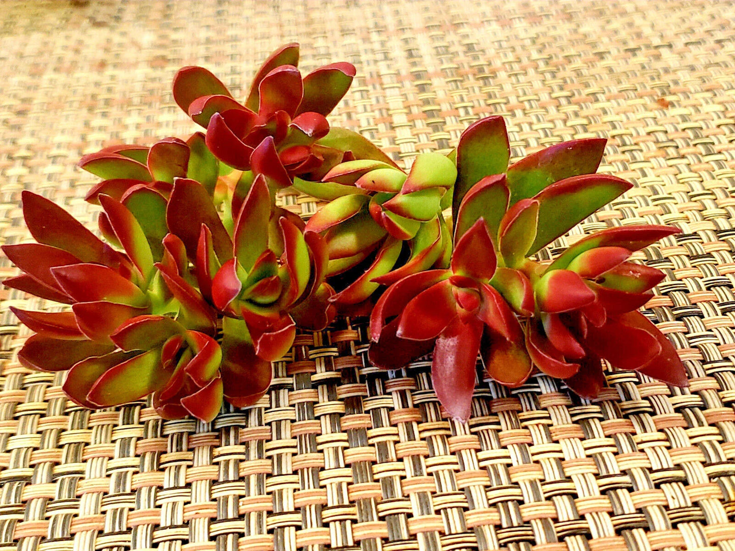 3" Unrooted Cuttings of Crassula Nudicaulis 'Burgundy' Platyphylla - Succulent Plant for Indoor Gardening