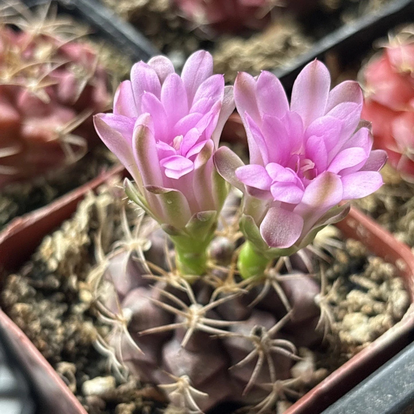 Gymnocalycium Friedrichii Cactus Plant - 2-Inch Succulent Indoor Houseplant, Easy Care, Drought-Resistant, Pink Flowers