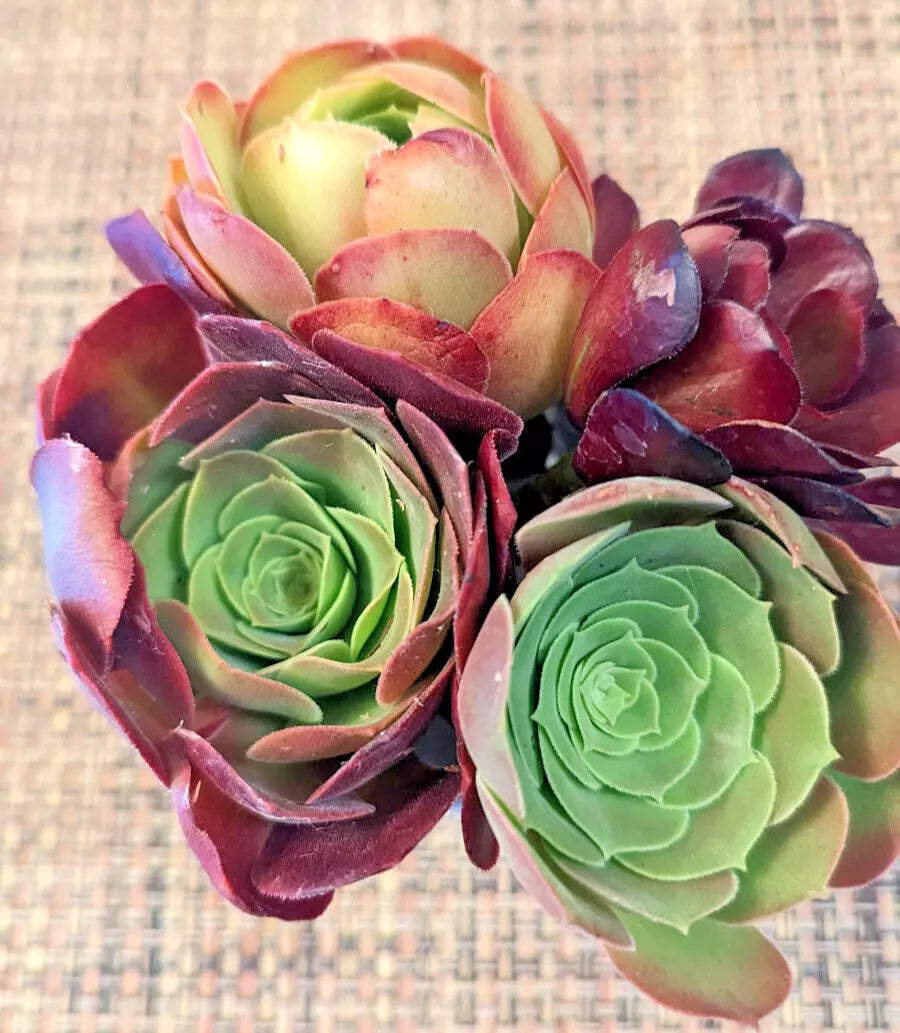 Aeonium Cuttings Set of 4 - 5" Diameter Succulent Variety - Aeonium spp.