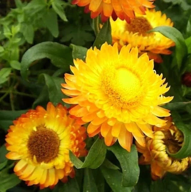 Golden Yellow Strawflower Seeds - Helichrysum bracteatum - Drought Tolerant Annual Flower Seeds for Garden, Cut Flowers, Dried Arrangements