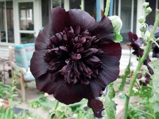 Black Prince Hollyhock Seeds | Perennial Flower Seeds | Dark Burgundy Blooms | Alcea rosea | 25 Seeds Pack