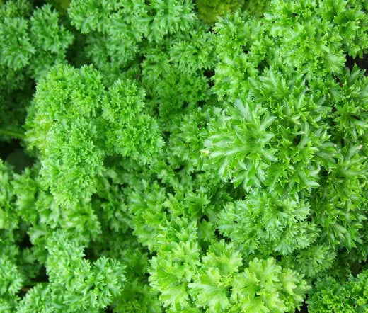 Parsley Moss Curled Seeds 1000+ Heirloom Culinary Herb Petroselinum crispum USA