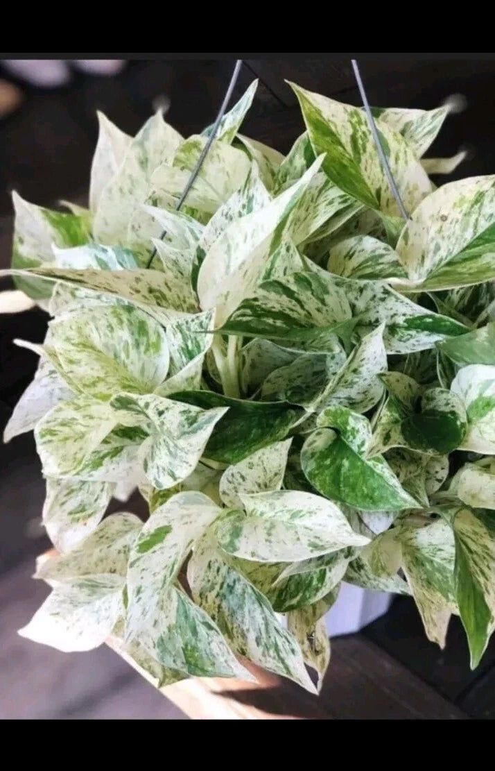 Marble Pothos Cuttings 4 Pack Epipremnum aureum Variegated Indoor Plant Propagation