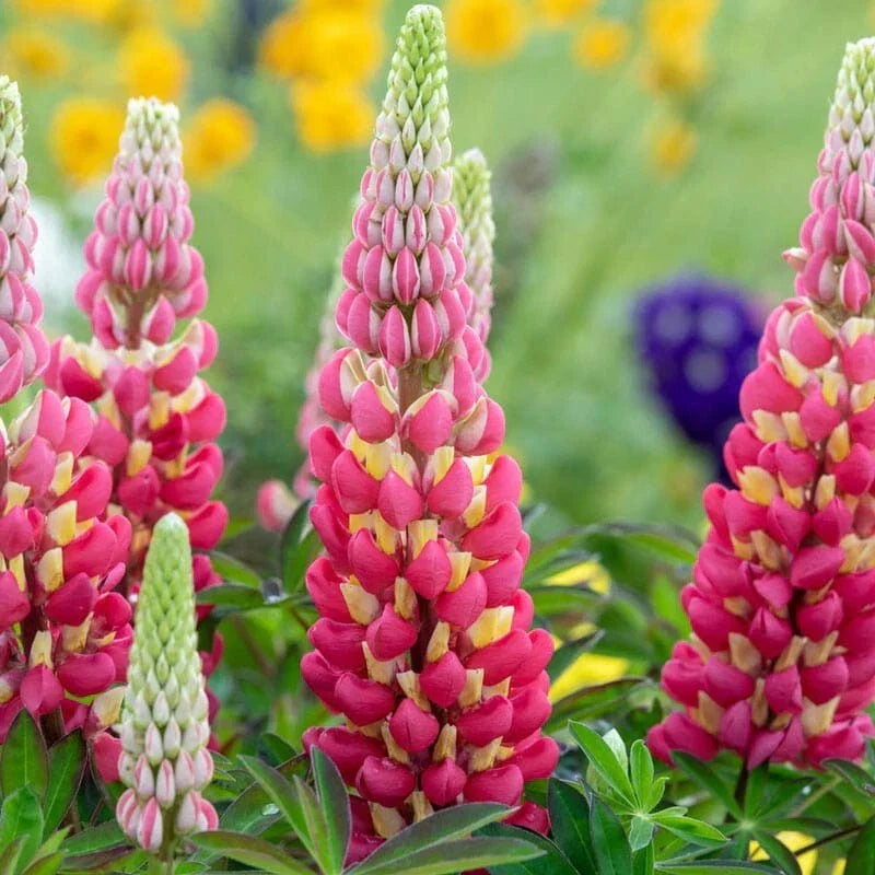 Tequila Flame Lupine Seeds - 25 Perennial Lupinus excubitus Seeds, Hardy US Seller