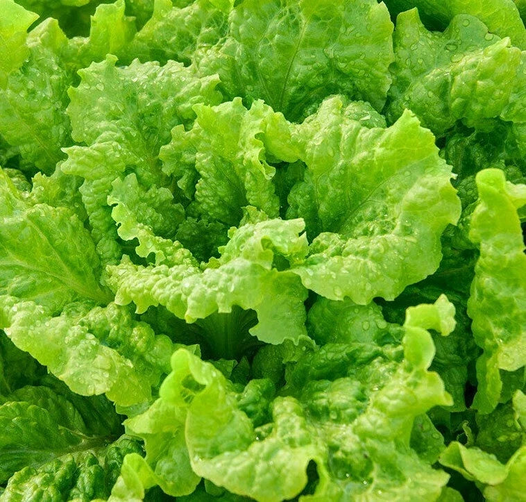 Black Seeded Simpson Lettuce Seeds - Organic Loose-Leaf Salad Greens - Lactuca sativa - 1000+ Seeds for Garden Planting