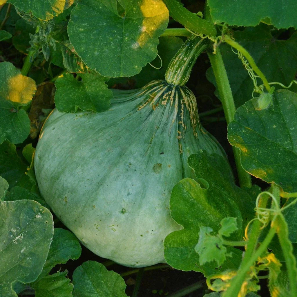 Sweet Meat Winter Squash Seeds NON-GMO Heirloom Cucurbita maxima Pumpkin Pie Variety