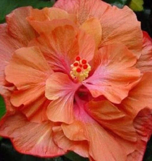 Double Orange Pink Hibiscus Seeds - 20 Perennial Flower Seeds - Hibiscus rosa-sinensis for Garden, Border, Container