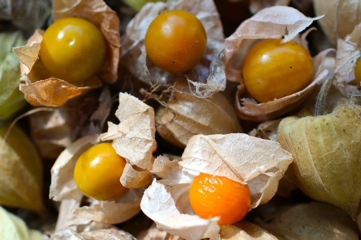 CAPE GOOSEBERRY SEEDS - 50+ Rare Heirloom Physalis peruviana Seeds - Sweet Orange Fruit