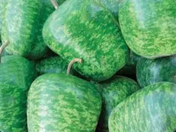 Large Apple Gourd Seeds – Lagenaria siceraria – Pack of 25 Fresh Seeds