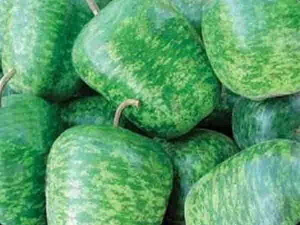 Large Apple Gourd Seeds – Lagenaria siceraria – Decorative, Crafting, Vining Annual Plant, Pack of 25 Seeds