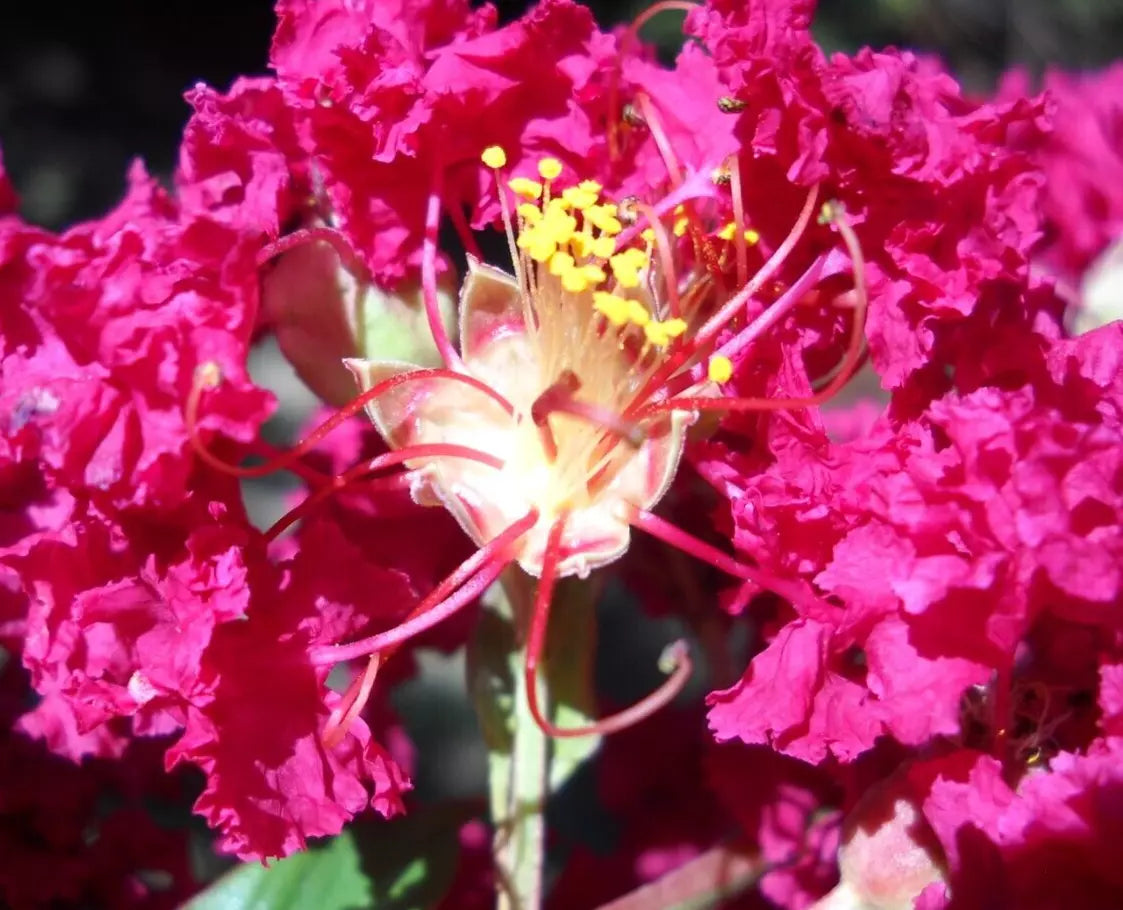 25+5 Cuttings Beautiful Red Pink Raspberry Crepe Myrtle Lagerstroemia Indica