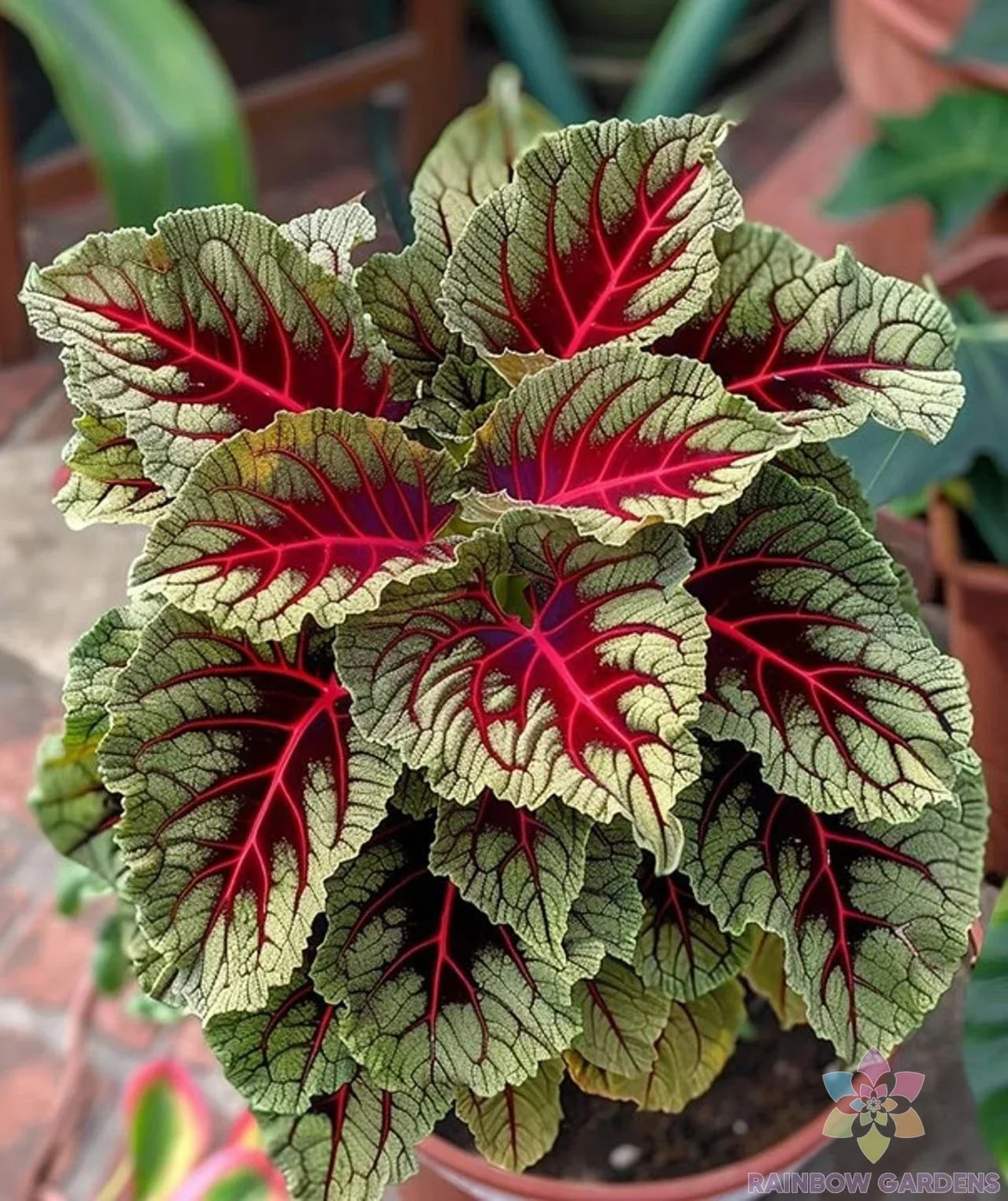 Dragons Blood Coleus Seeds - Colorful Foliage, Plectranthus scutellarioides, 25+ Pack, Easy to Grow, Vibrant Red and Green, USA