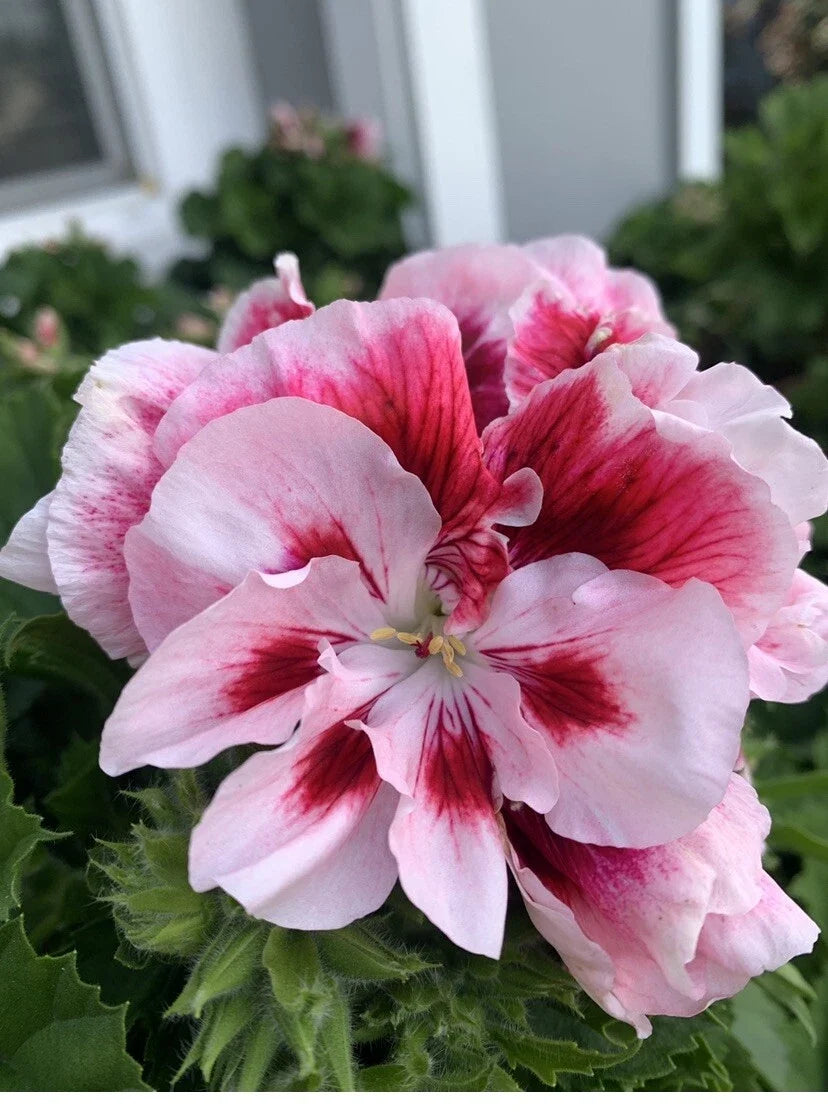 Geranium Live Plant 6-Inch Pot Pelargonium x hortorum White/Mahroon Perennial for Garden, Container, Border