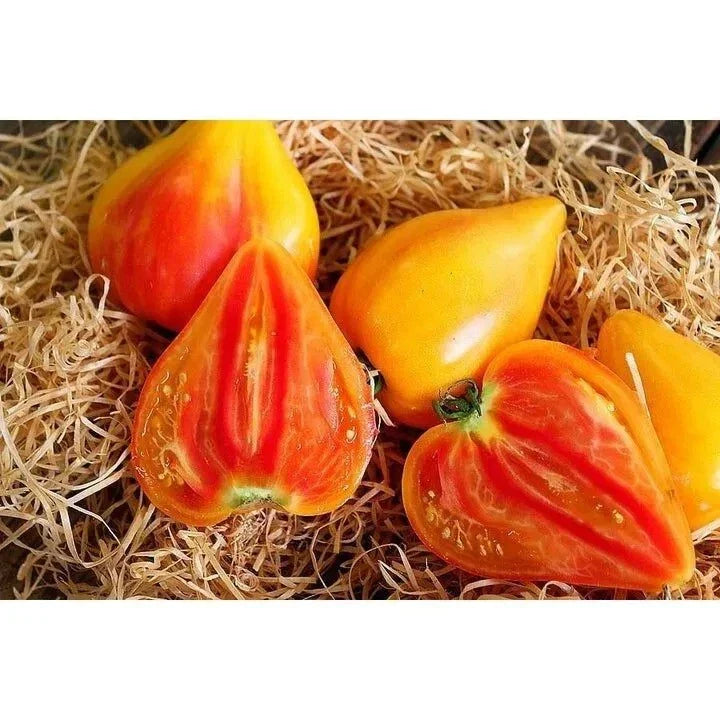 Orange Oxheart Tomato Seeds - 30+ Heirloom Organic Non-GMO Rare Variety
