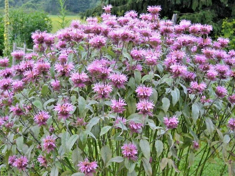 Wild Bergamot Flower Seeds - 300+ Monarda fistulosa Native Wildflower for Garden & Container Planting