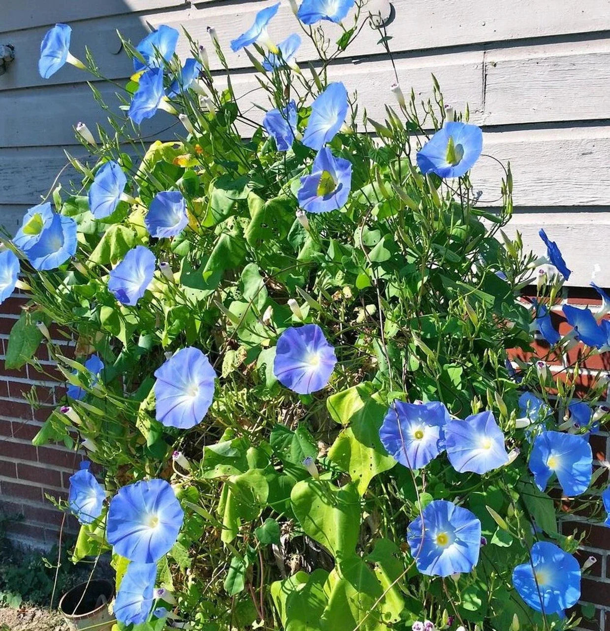 Morning Glory Seeds - Heavenly Blue Climbing Vine - 20 Seeds - Ipomoea tricolor - Sky Blue Blooms