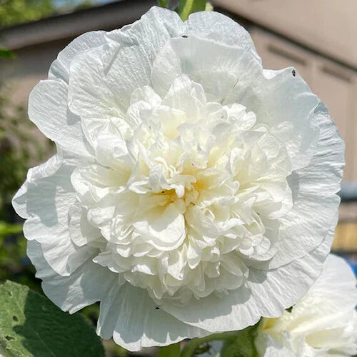 Hollyhock Seeds | 5" Double White Flowers | Heirloom Alcea rosea 'Chaters Double White'