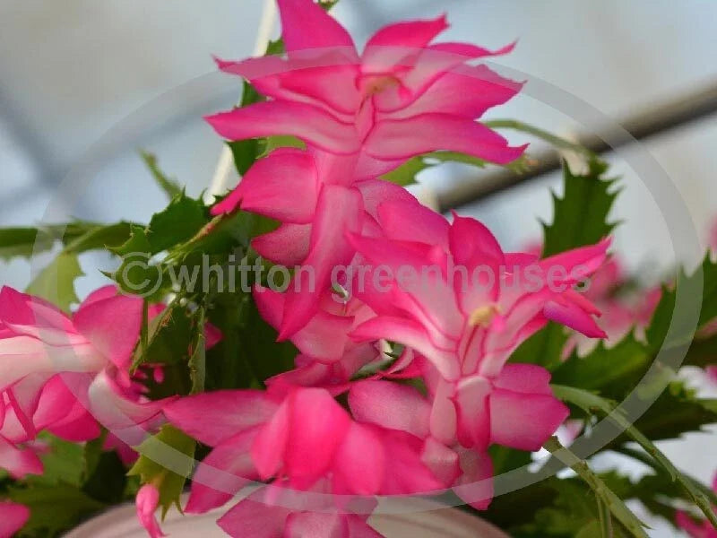 Thanksgiving Cactus Cuttings - 3 Unrooted Schlumbergera Ann Pink Propagation Set for Indoor & Holiday Decor
