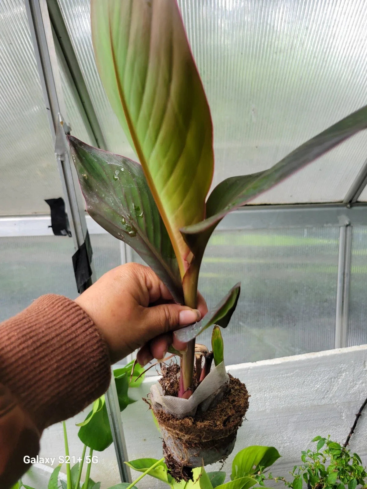 Red Canna Lily Plant 48-60" Tall with Purple Bronze Foliage Canna indica Garden Flower