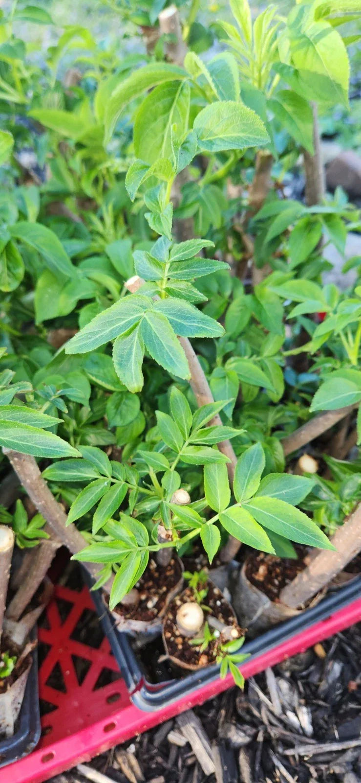 Black Elderberry Plants - 2 Live Rooted Sambucus Cuttings for Garden