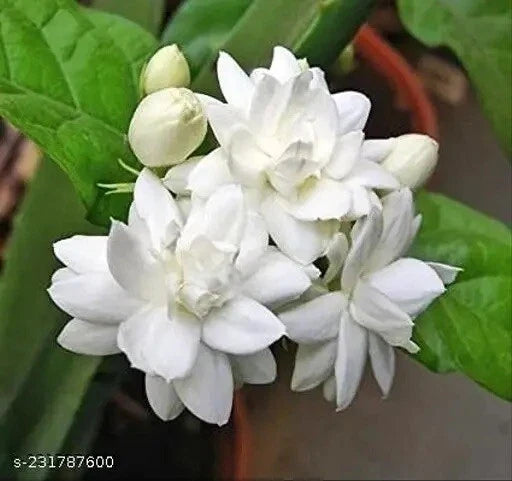 Double Petal Jasmine Live Plant in 1-Gallon Pot, Fragrant Jasminum sambac, Blooming Indoor & Garden Flowering Plant