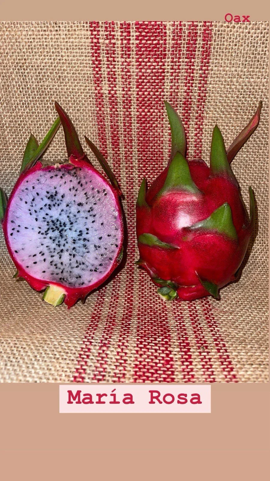 Dragon Fruit Cuttings - Maria Rosa Variety, Hylocereus undatus, Exotic Fruit, Climbing Cactus, Mature Plant Cuttings
