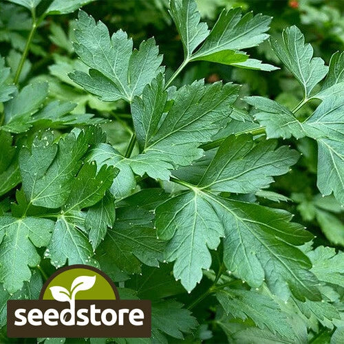 Italian Dark Green Parsley Seeds - Heirloom Non-GMO Petroselinum crispum, Culinary Herb, Full Sun, Indoor & Outdoor Gardening