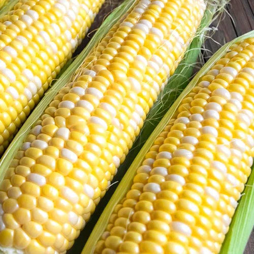 Ambrosia Corn Seeds | Bicolor Sweet F1 Hybrid Non-GMO | Zea mays