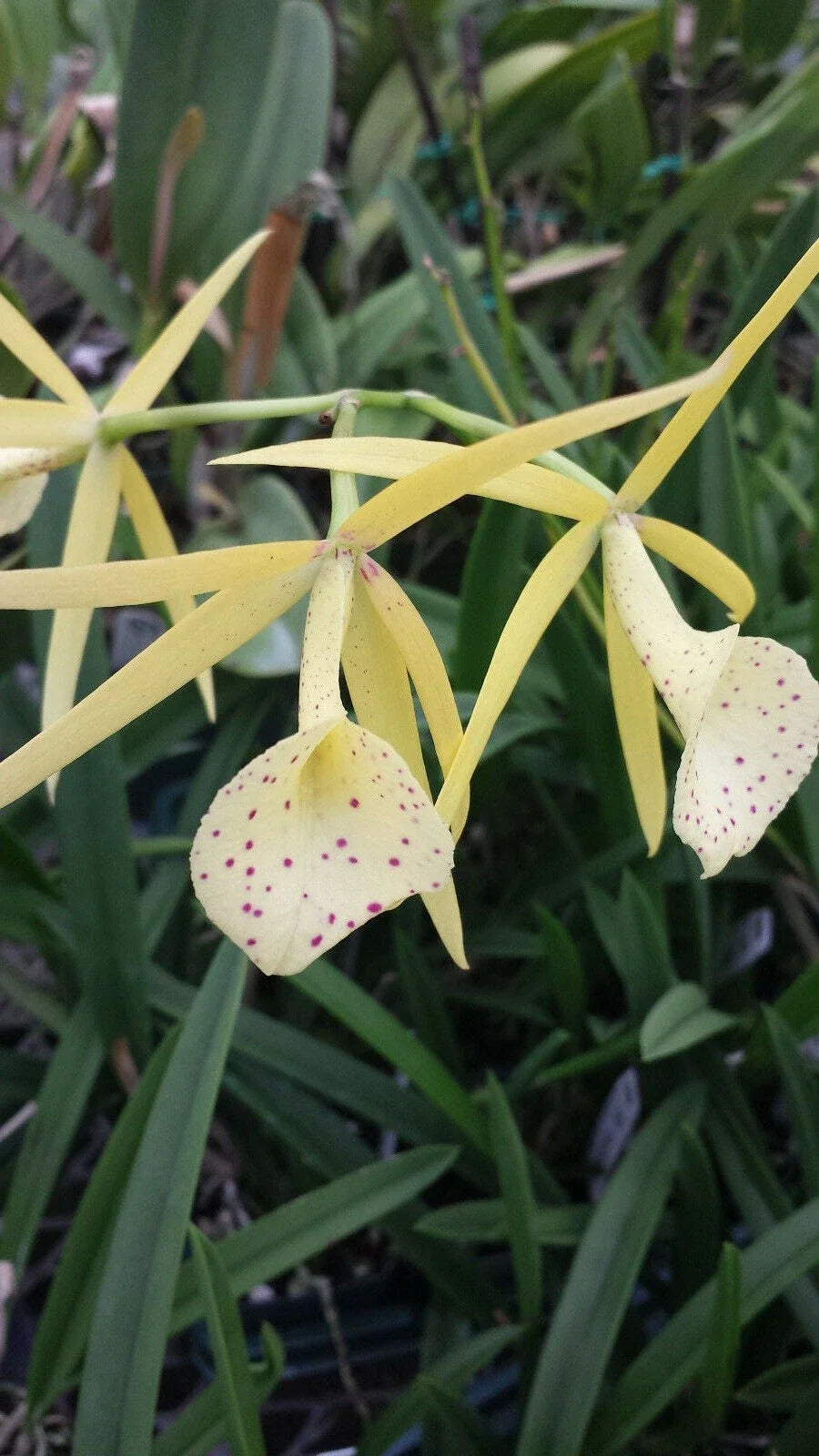Brassavola Yellow Bird Orchid Plant – Live 6-Inch Pot – Tropical Houseplant – Fragrant Exotic Orchid – Brassavola nodosa