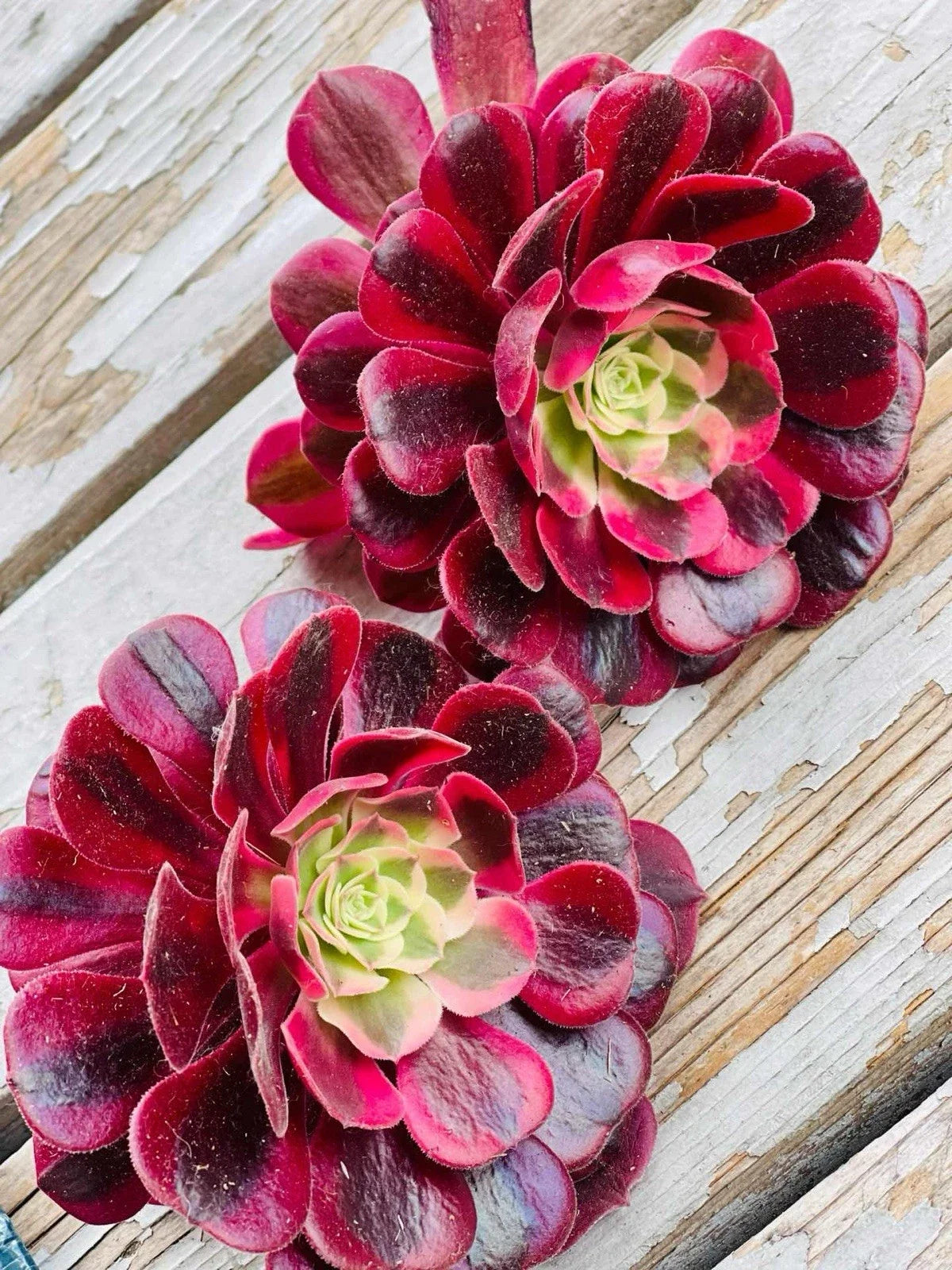 Rare Aeonium Medusa Cuttings – 4" Variegated Succulent, Aeonium 'Medusa' for Indoor & Outdoor Gardens