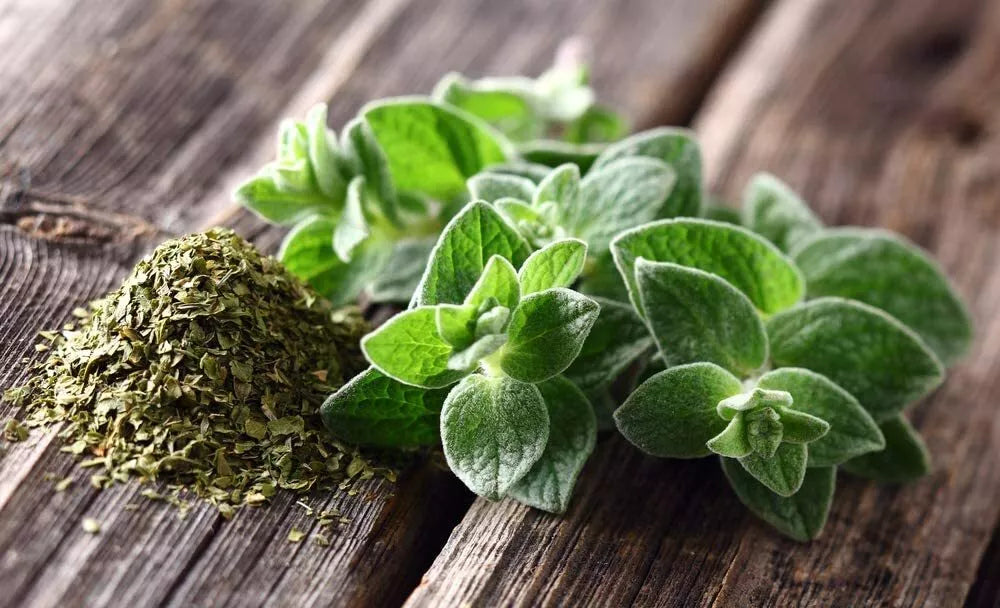 Oregano Seeds - 150 Count, Culinary Herb for Cooking, Origanum vulgare, Aromatic, Easy to Grow