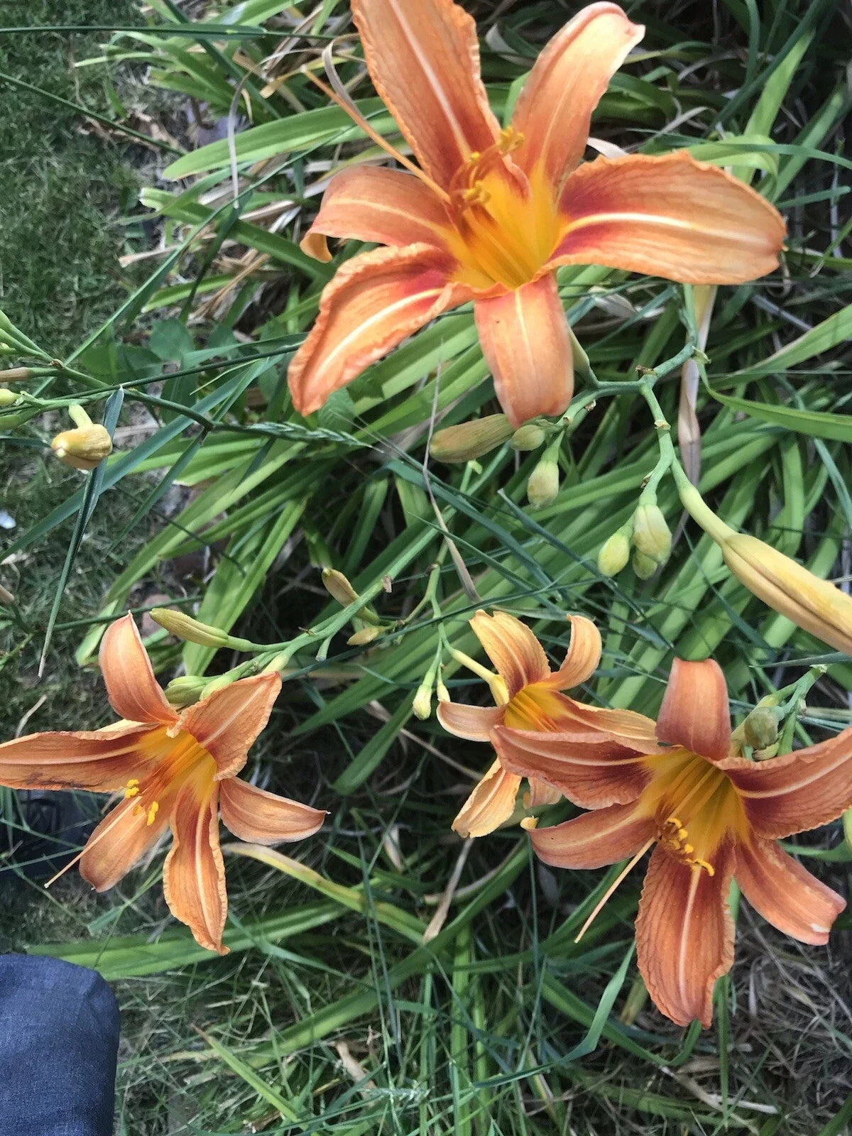Orange Daylily Plants - 5 Roots - Hemerocallis fulva - Drought-Tolerant, Pollinator-Friendly, Mid-Summer Blooms