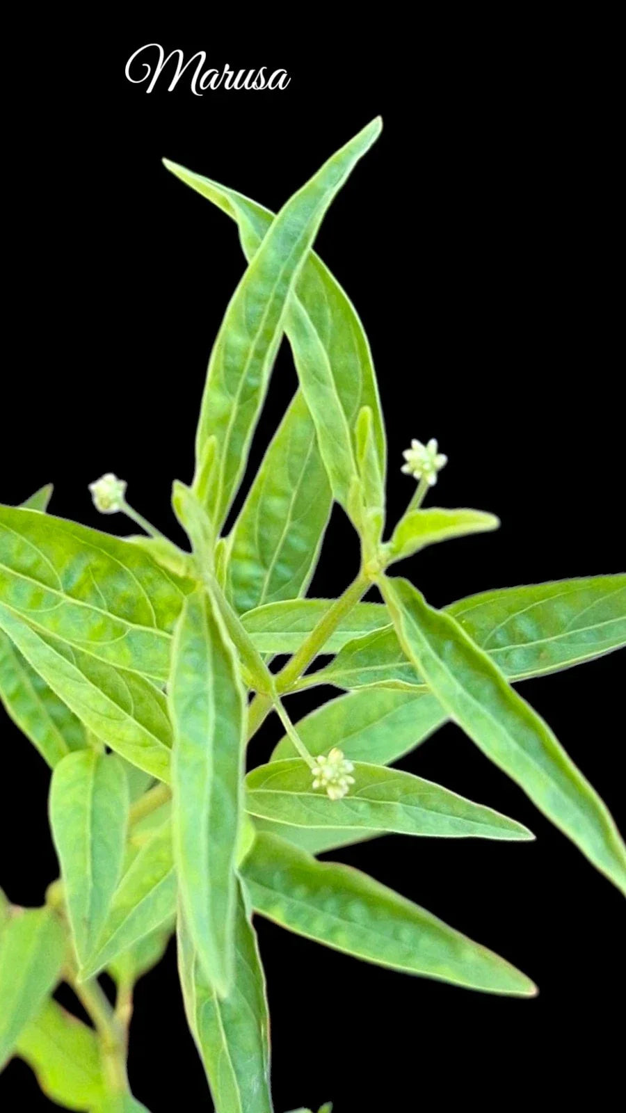 Rare Marusa Plant 4-Inch Live Pfaffia iresinoides Amazonian Medicinal Herb, Exotic Tropical Foliage