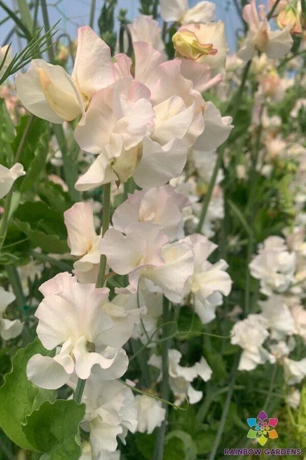 Sweet Pea Seeds - Piggy Sue Variety, Climbing Vine, Fragrant Pink & Purple Flowers, Lathyrus odoratus, Garden Planting