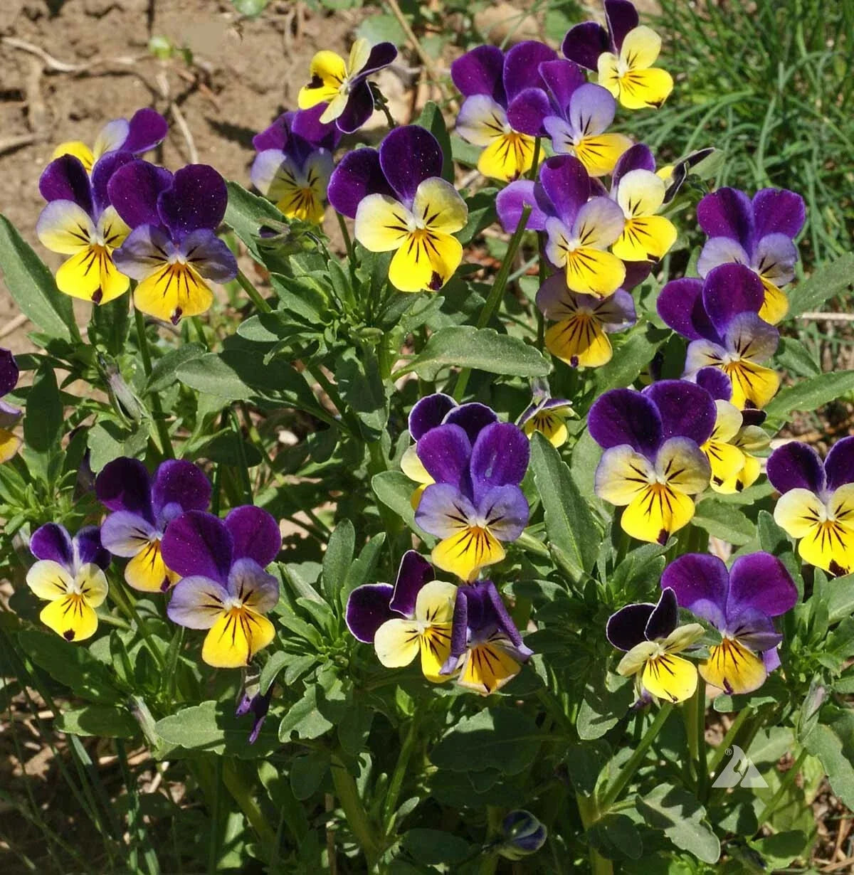 Johnny Jump-Up Viola Seeds - Pack of 1000 - Helen Mount Variety - Fragrant, Non-GMO Viola tricolor Flowers