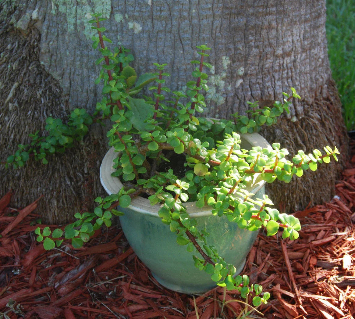 Elephant Bush Plant - Mini Jade Tree - Solid Green Portulacaria Afra Bonsai