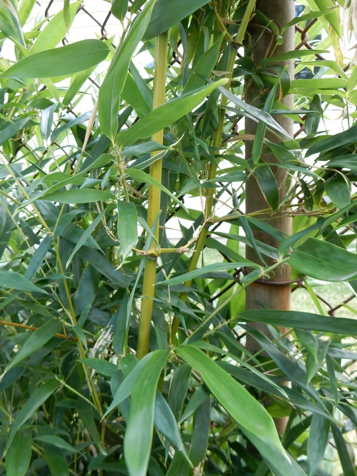 Fargesia Robusta "Wolong" Bamboo Plant – 12-Inch Clumping Hardy Bamboo for Privacy & Landscaping