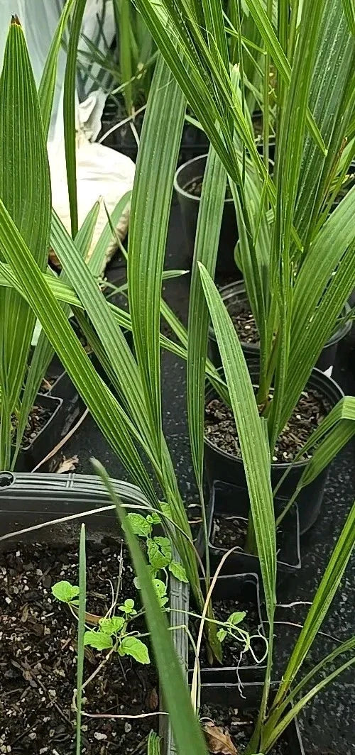 Medjool Date Palm Seedling 3.5" Pot, Phoenix Dactylifera, Indoor Outdoor Plant, 2+ Years Old, Exotic Palm Tree